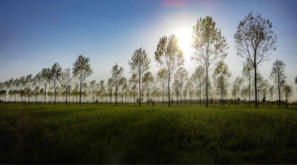 Azienda Agricola Casaria — foto 3